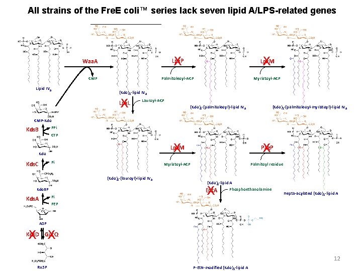 All strains of the Fre. E coli™ series lack seven lipid A/LPS-related genes Lpx.