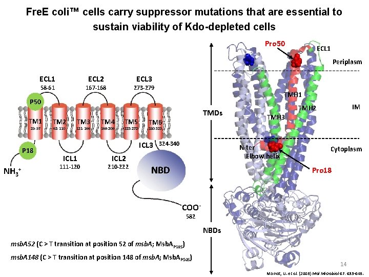 Fre. E coli™ cells carry suppressor mutations that are essential to sustain viability of