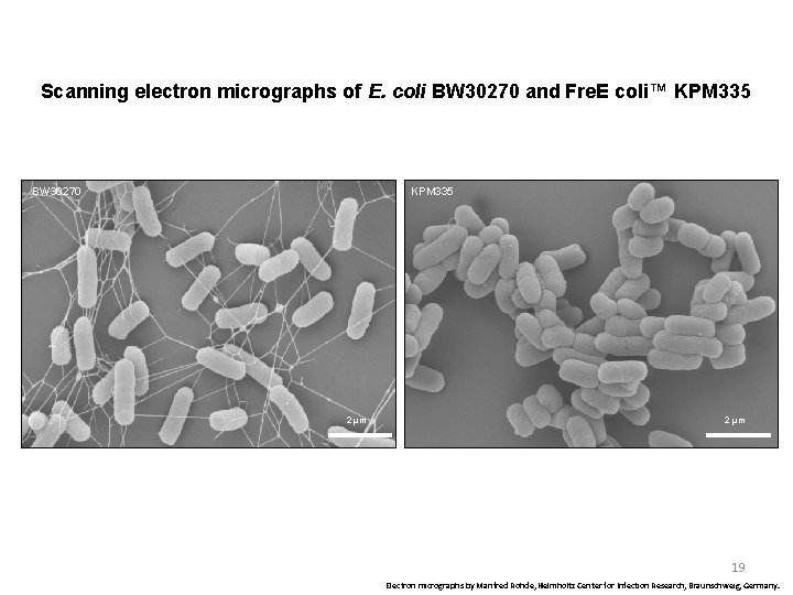 Scanning electron micrographs of E. coli BW 30270 and Fre. E coli™ KPM 335