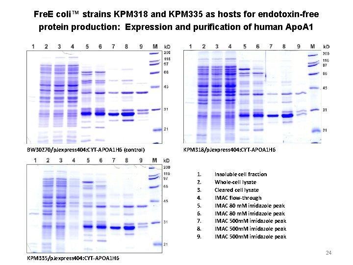 Fre. E coli™ strains KPM 318 and KPM 335 as hosts for endotoxin-free protein