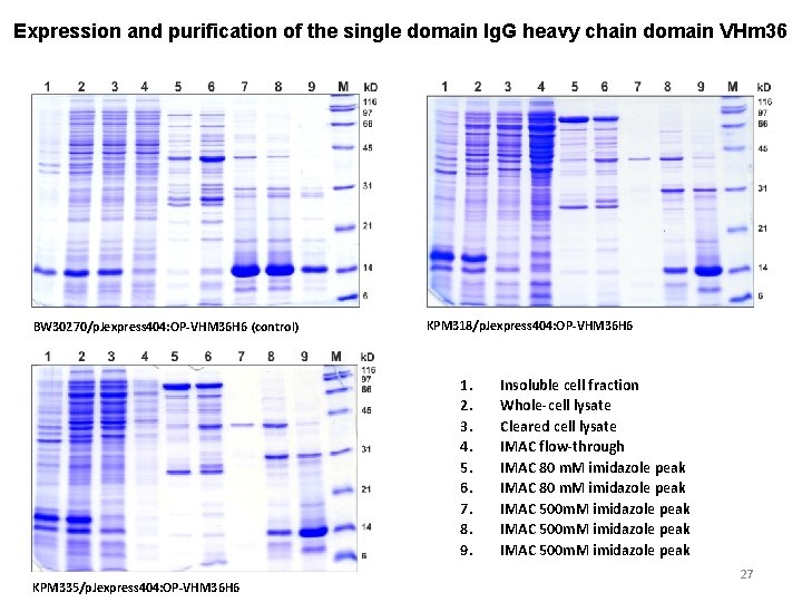 Expression and purification of the single domain Ig. G heavy chain domain VHm 36