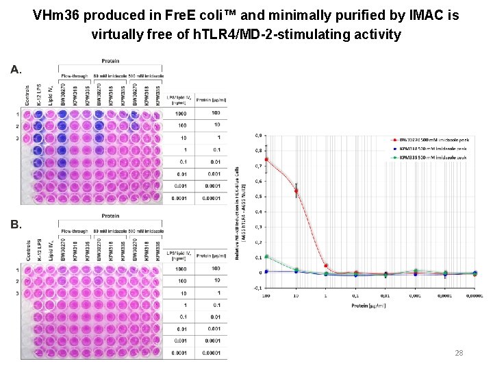 VHm 36 produced in Fre. E coli™ and minimally purified by IMAC is virtually