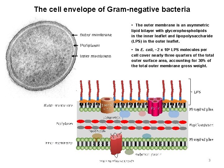 The cell envelope of Gram-negative bacteria Outer membrane Periplasm Inner membrane • The outer