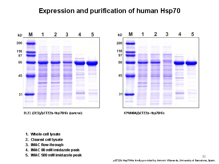 Expression and purification of human Hsp 70 BL 21 (DE 3)/p. ET 22 b-Hsp