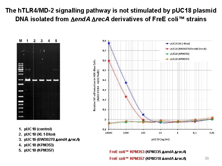 The h. TLR 4/MD-2 signalling pathway is not stimulated by p. UC 18 plasmid