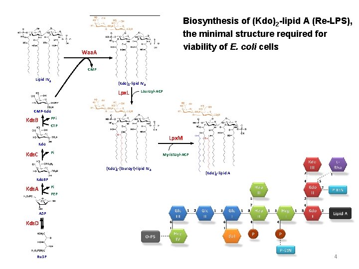 Biosynthesis of (Kdo)2 -lipid A (Re-LPS), the minimal structure required for viability of E.