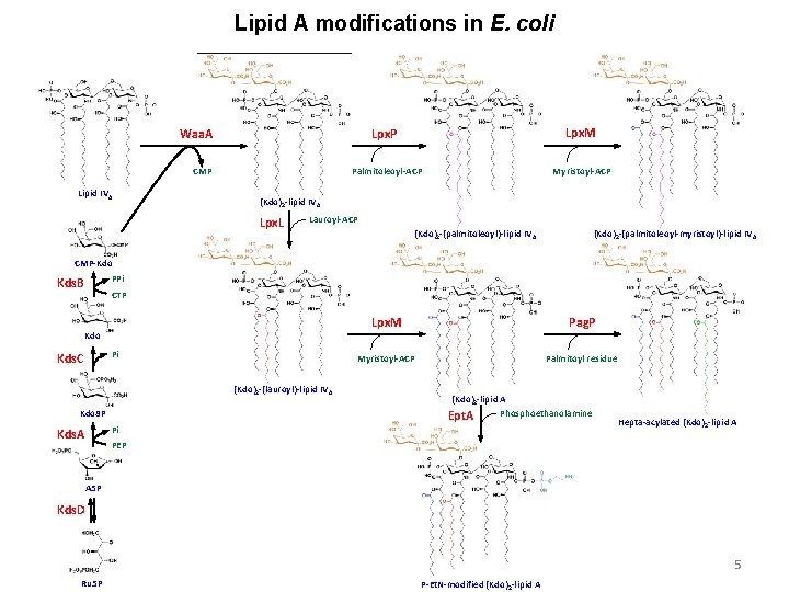 Lipid A modifications in E. coli Lpx. P Lpx. M Palmitoleoyl-ACP Myristoyl-ACP Waa. A