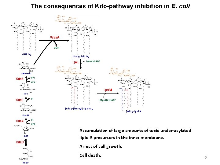 The consequences of Kdo-pathway inhibition in E. coli Waa. A CMP Lipid IVA (Kdo)2