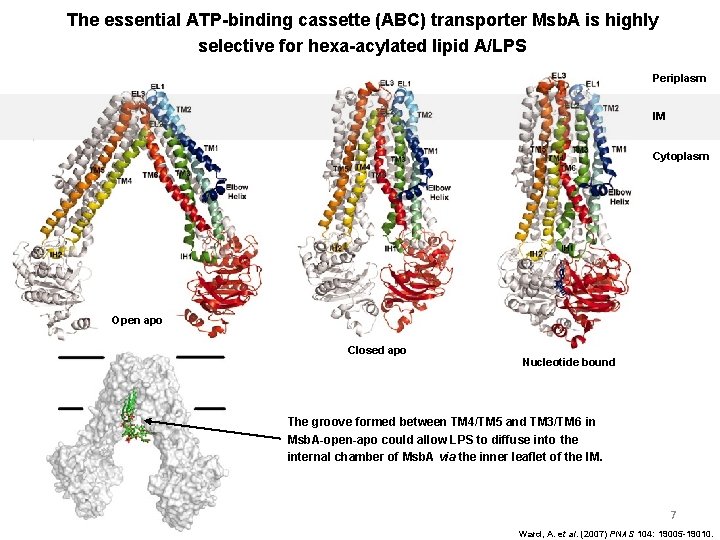 The essential ATP-binding cassette (ABC) transporter Msb. A is highly selective for hexa-acylated lipid