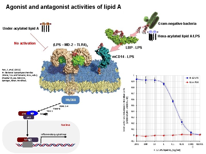 Agonist and antagonist activities of lipid A Gram-negative bacteria Under-acylated lipid A Hexa-acylated lipid