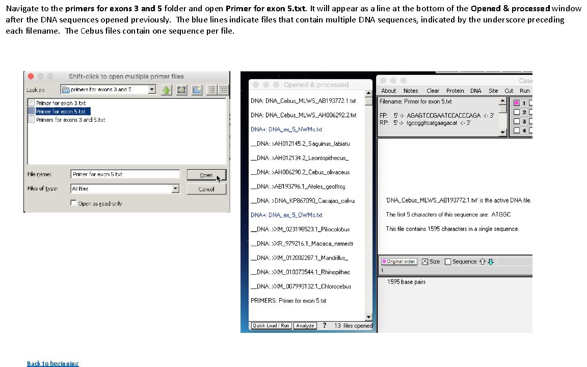 Navigate to the primers for exons 3 and 5 folder and open Primer for