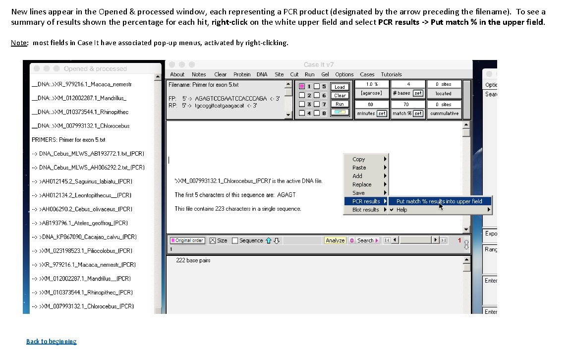 New lines appear in the Opened & processed window, each representing a PCR product