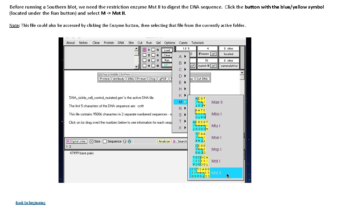 Before running a Southern blot, we need the restriction enzyme Mst II to digest