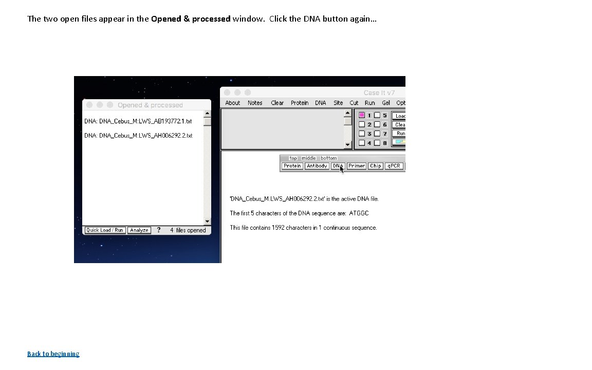 The two open files appear in the Opened & processed window. Click the DNA