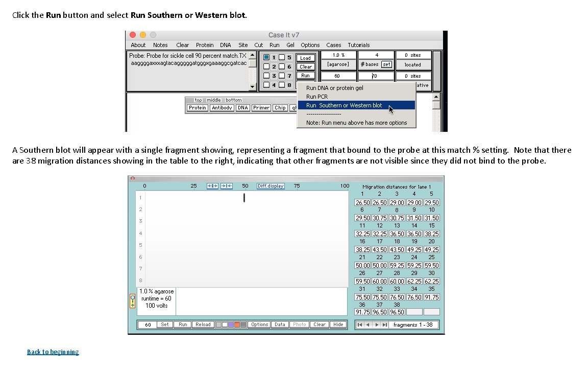 Click the Run button and select Run Southern or Western blot. A Southern blot