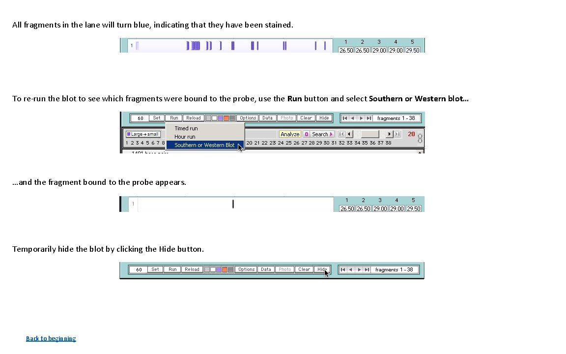 All fragments in the lane will turn blue, indicating that they have been stained.