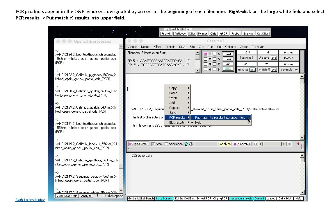 PCR products appear in the O&P windows, designated by arrows at the beginning of