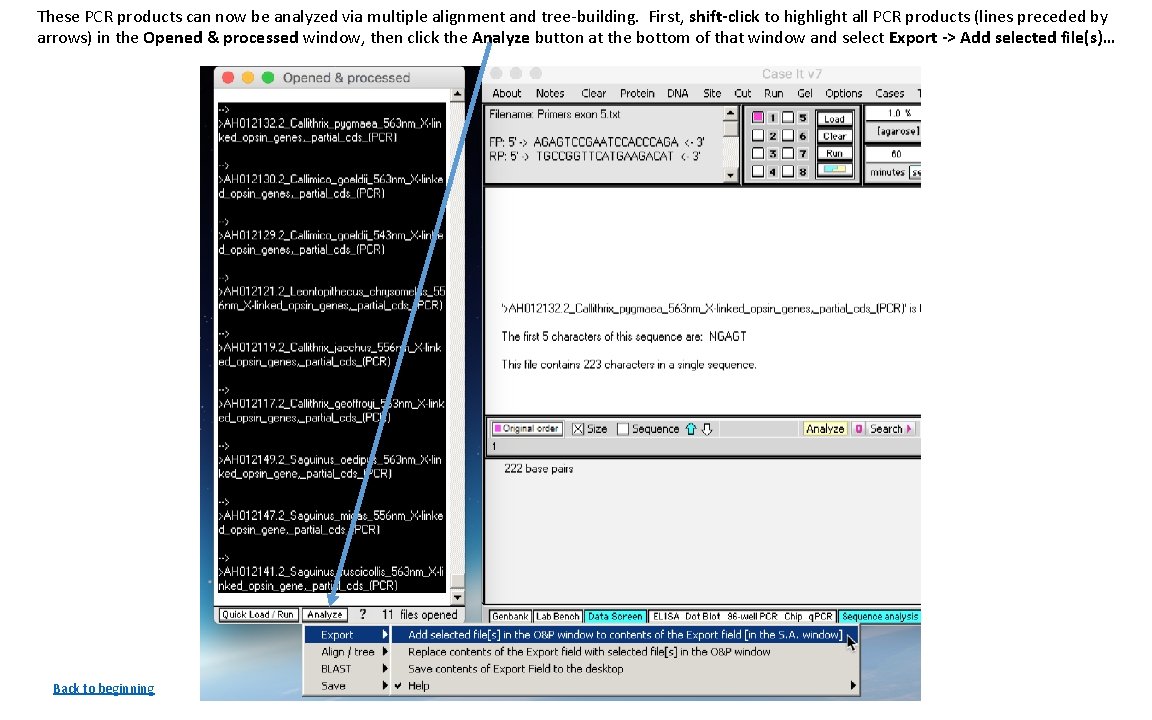 These PCR products can now be analyzed via multiple alignment and tree-building. First, shift-click