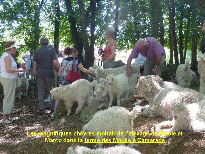 Les magnifiques chèvres mohair de l’élevage de Nicole et Marco dans la ferme des
