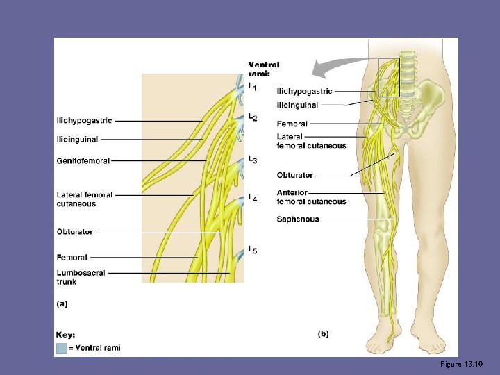 Lumbar Plexus Figure 13. 10 