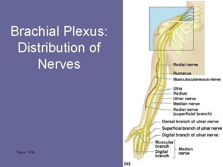 Brachial Plexus: Distribution of Nerves Figure 13. 9 c 