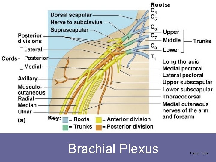 Brachial Plexus Figure 13. 9 a 