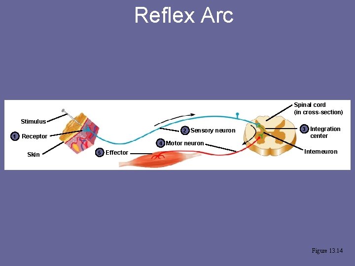Reflex Arc Spinal cord (in cross-section) Stimulus 1 2 Sensory neuron Receptor 3 Integration