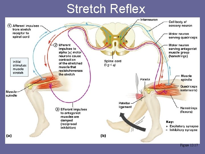 Stretch Reflex Figure 13. 17 