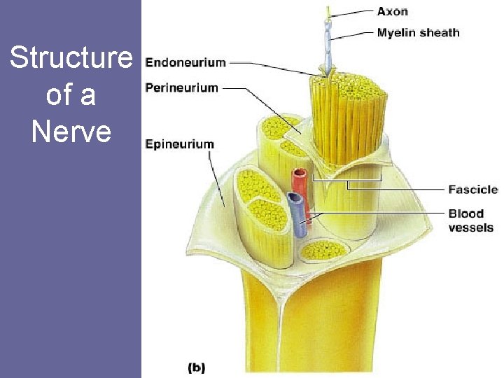 Structure of a Nerve Figure 13. 3 b 