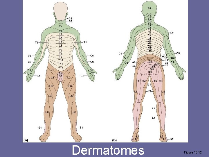 Dermatomes Figure 13. 12 