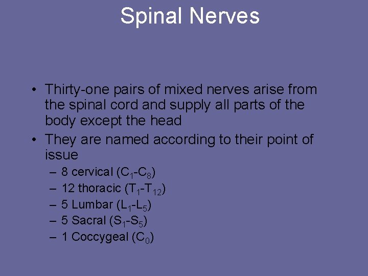 Spinal Nerves • Thirty-one pairs of mixed nerves arise from the spinal cord and