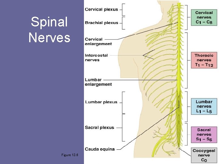 Spinal Nerves Figure 13. 6 