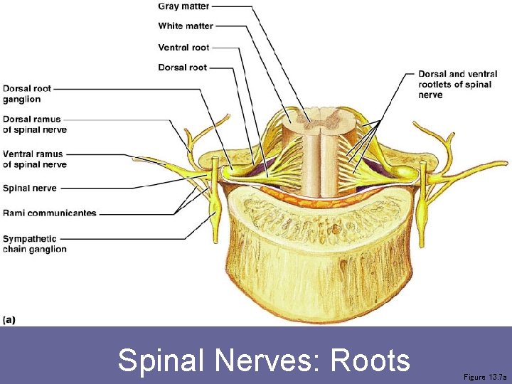 Spinal Nerves: Roots Figure 13. 7 a 