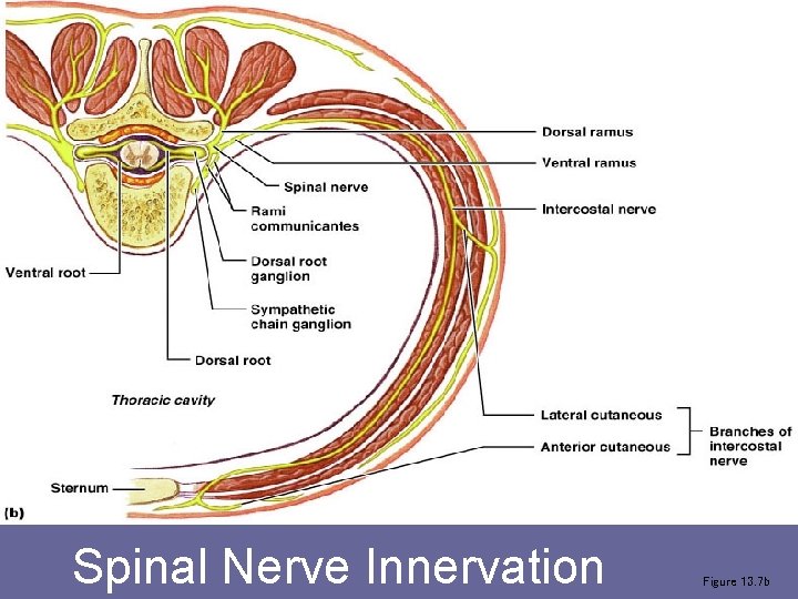 Spinal Nerve Innervation Figure 13. 7 b 