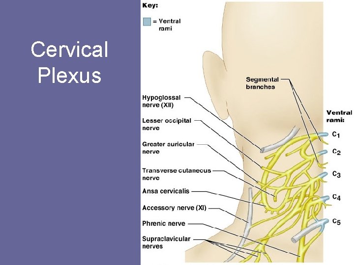 Cervical Plexus Figure 13. 8 
