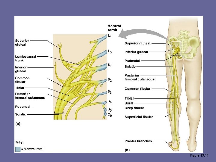 Sacral Plexus Figure 13. 11 