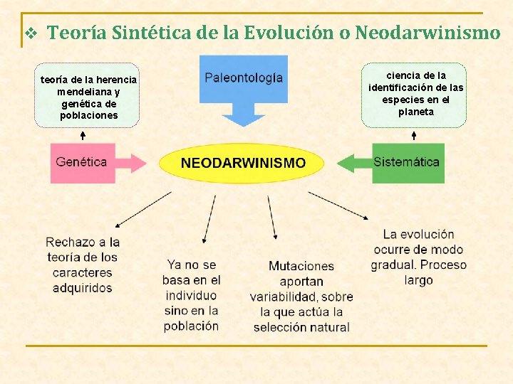 v Teoría Sintética de la Evolución o Neodarwinismo teoría de la herencia mendeliana y