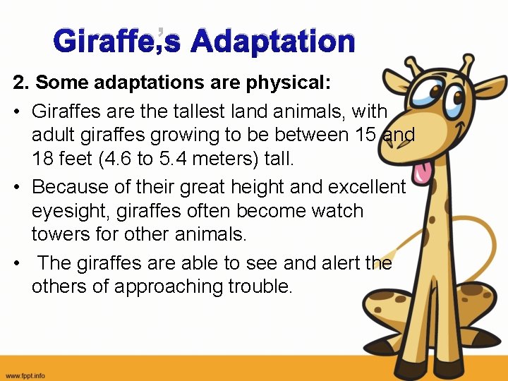 Giraffe’s Adaptation 2. Some adaptations are physical: • Giraffes are the tallest land animals,