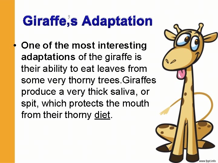 Giraffe’s Adaptation • One of the most interesting adaptations of the giraffe is their