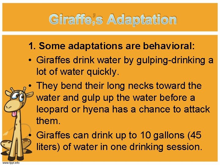Giraffe’s Adaptation 1. Some adaptations are behavioral: • Giraffes drink water by gulping-drinking a