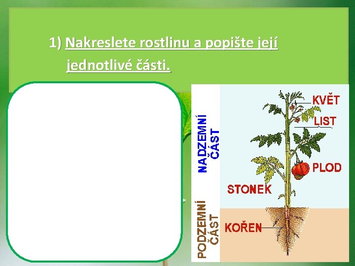  • Řešení: 1) Nakreslete rostlinu a popište její jednotlivé části. 