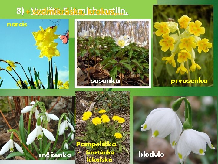 8) + Vypište 5 jarních rostlin. sedmikráska, krokus, … narcis sasanka prvosenka Pampeliška sněženka