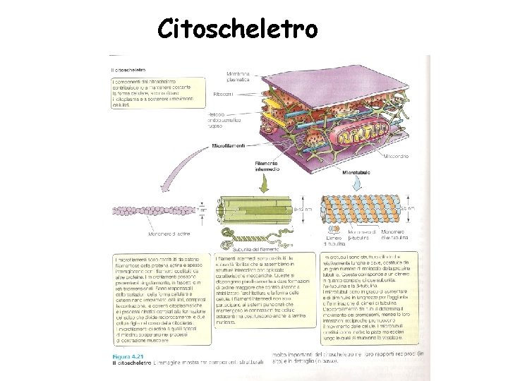 Citoscheletro 