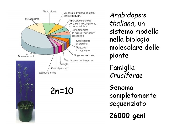 Arabidopsis thaliana, un sistema modello nella biologia molecolare delle piante Famiglia Cruciferae 2 n=10