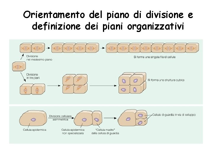 Orientamento del piano di divisione e definizione dei piani organizzativi 