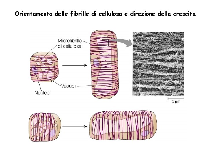 Orientamento delle fibrille di cellulosa e direzione della crescita 