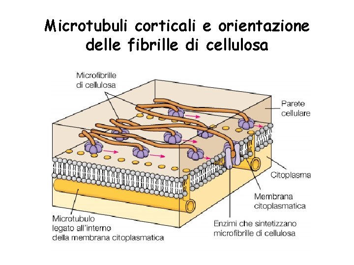 Microtubuli corticali e orientazione delle fibrille di cellulosa 