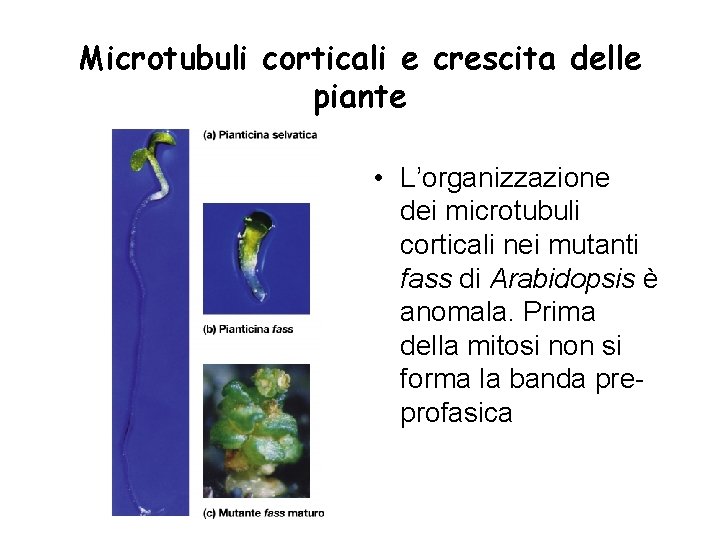 Microtubuli corticali e crescita delle piante • L’organizzazione dei microtubuli corticali nei mutanti fass