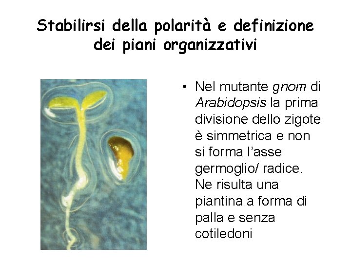 Stabilirsi della polarità e definizione dei piani organizzativi • Nel mutante gnom di Arabidopsis