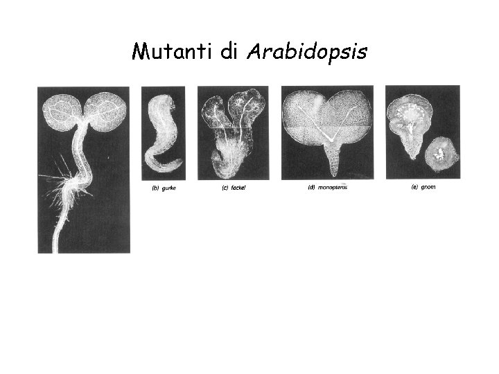Mutanti di Arabidopsis 